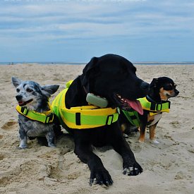 Hundeschwimmweste RESTUBE